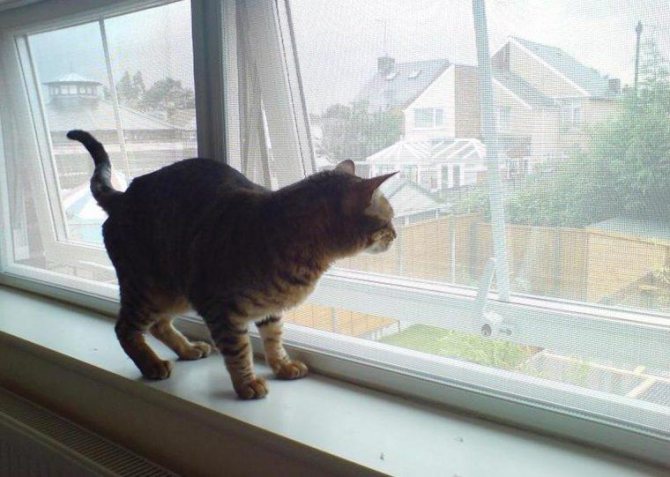 Anti-Katze