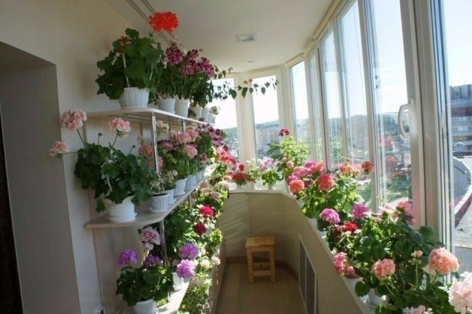Serre de balcon avec des roses en fleurs