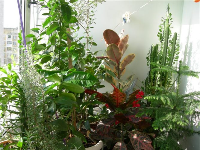 Fleurs pour le jardin d'hiver du balcon