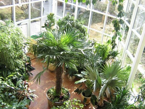 plantes à feuilles caduques décoratives