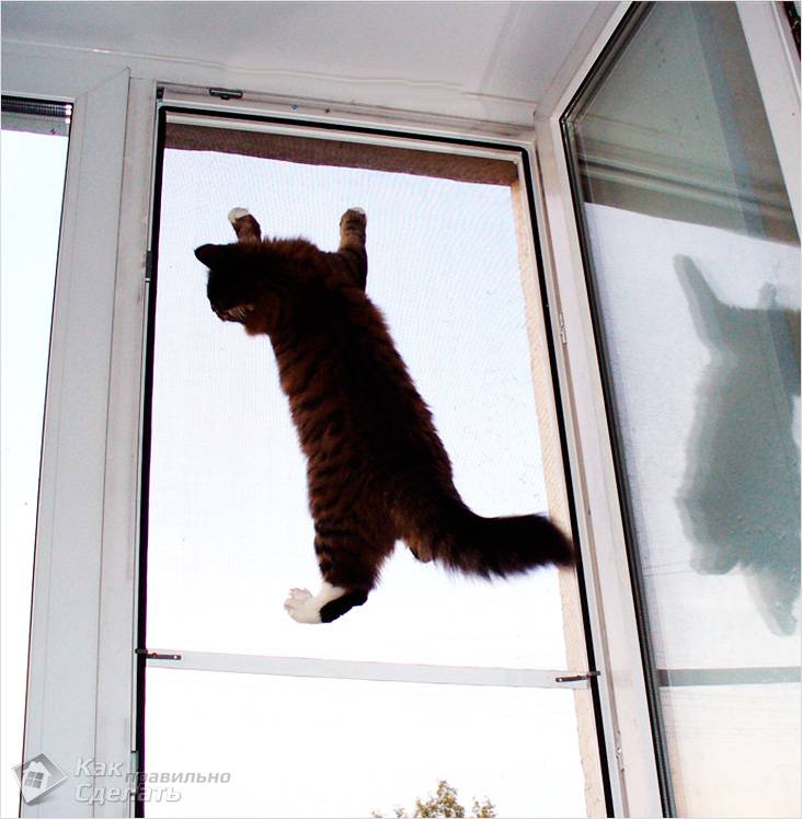 Animaux & Net