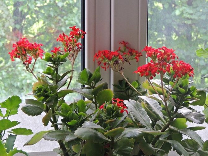 Photo : le verre multifonctionnel n'affecte pratiquement pas la croissance des plantes sur la fenêtre, le côté du monde sur lequel la fenêtre fait face (sud ou nord) est essentiel