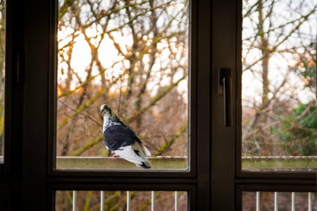 Colombes sur le balcon