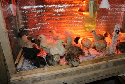 Lampe infrarouge pour poulets