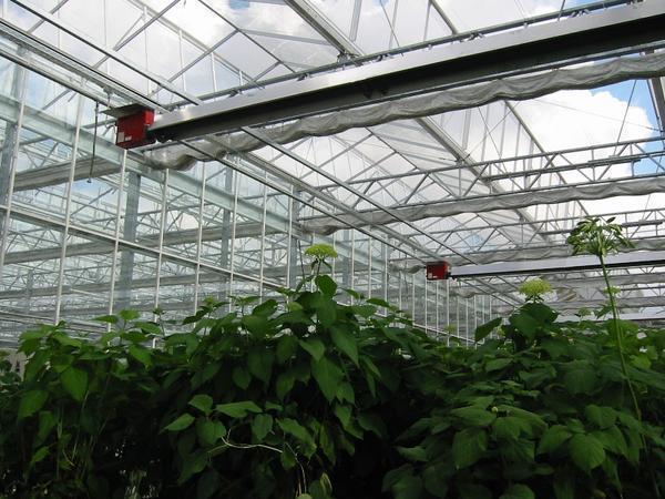 Os raios infravermelhos não prejudicam as plantas de forma alguma