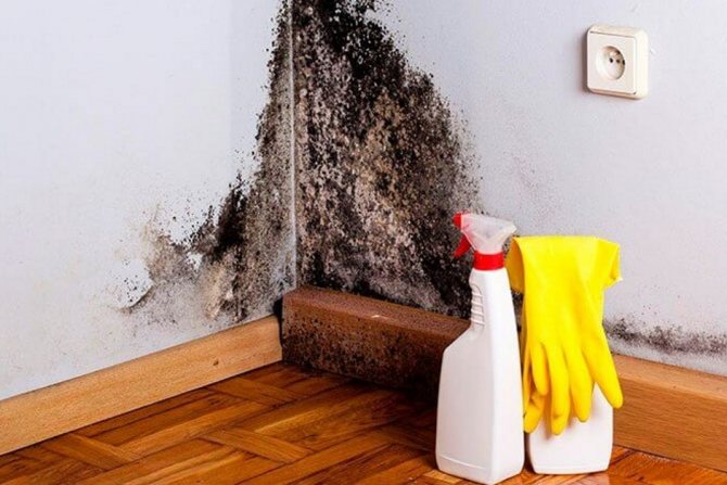 wie man mit Feuchtigkeit und Schimmel im Haus umgeht