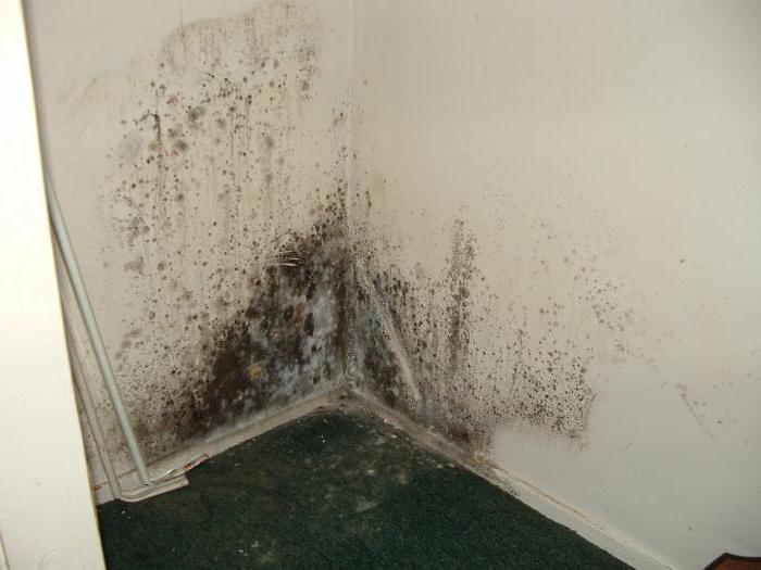wie man Feuchtigkeit im Keller eines Hauses loswird