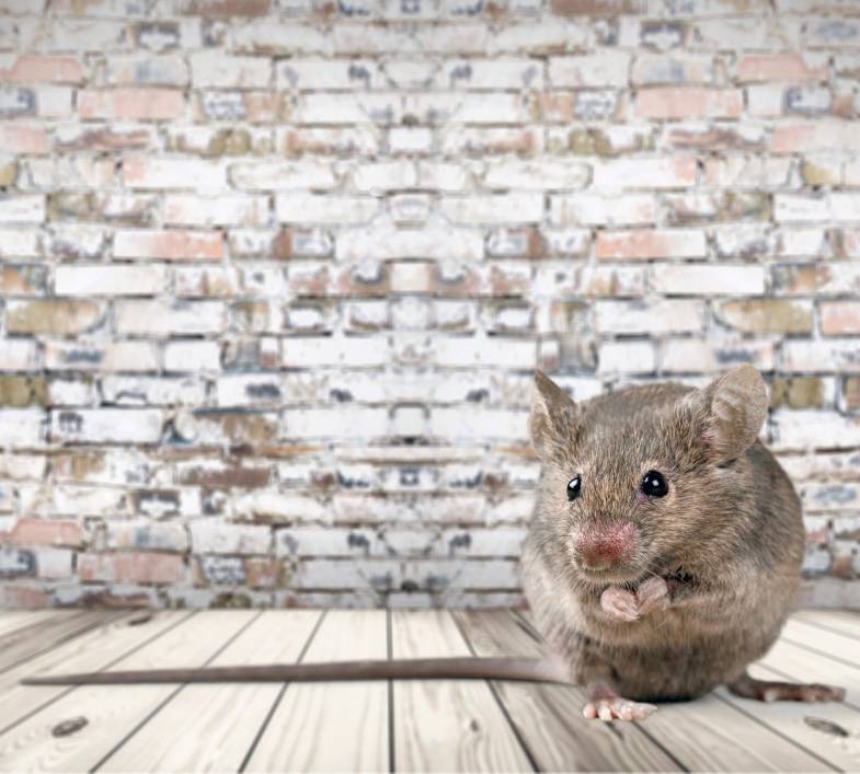 Comment se protéger des rongeurs lors de la construction d'une maison