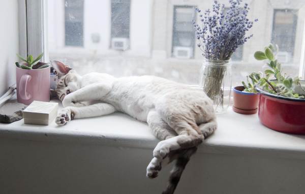 chat