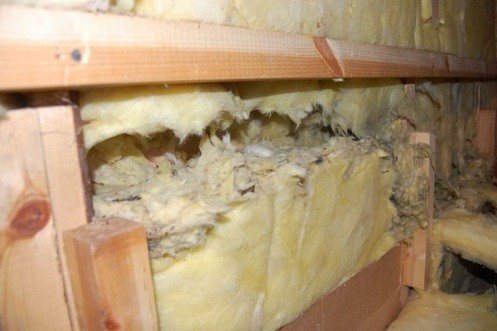 lã mineral roída por camundongos e ratos