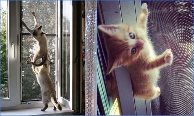 moustiquaire anti-chat