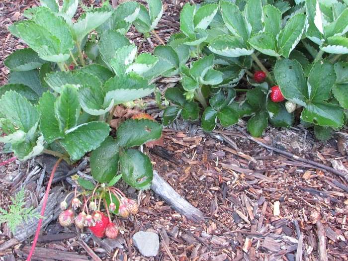 Paillis de sciure de bois pour fraises