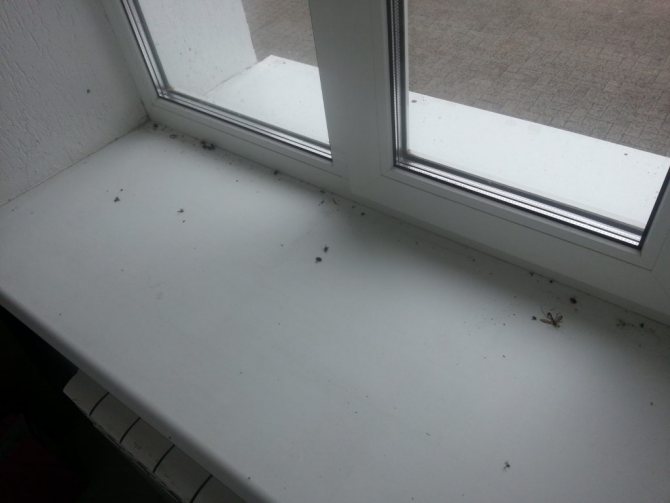 ordures sur le rebord de la fenêtre