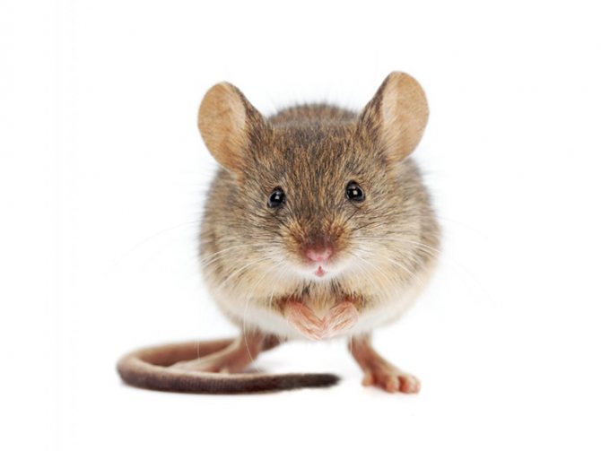 mouse