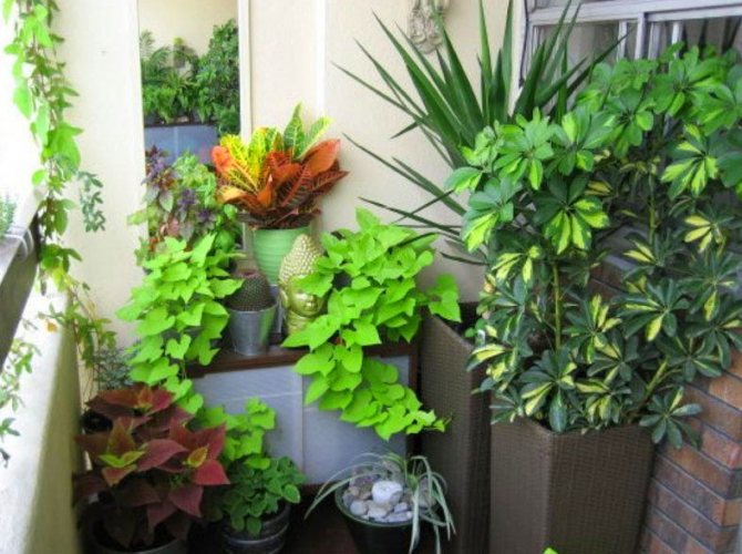 Design inhabituel du jardin d'hiver sur la loggia