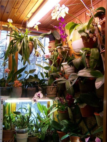 Orchidées sur le balcon