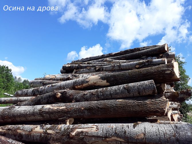 Aspen für Brennholz