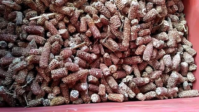 Pellet de maïs
