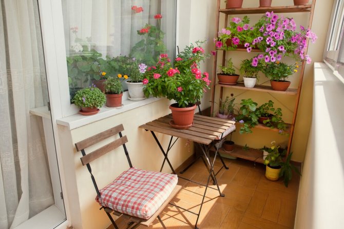 Pétunias et autres fleurs à l'intérieur du balcon