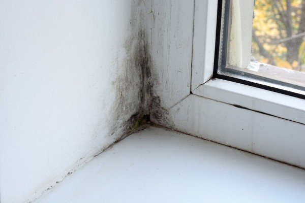Moisissure sur la fenêtre: causes d'apparition, méthodes et moyens de lutte