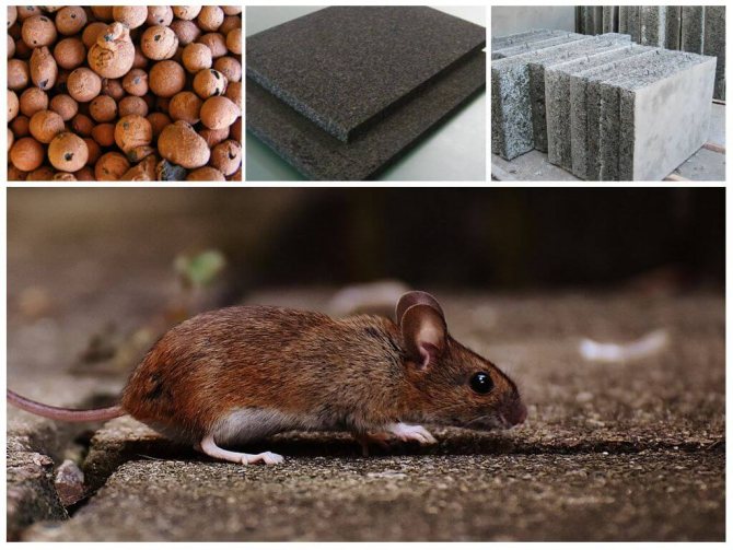 Por que os ratos roem isopor?