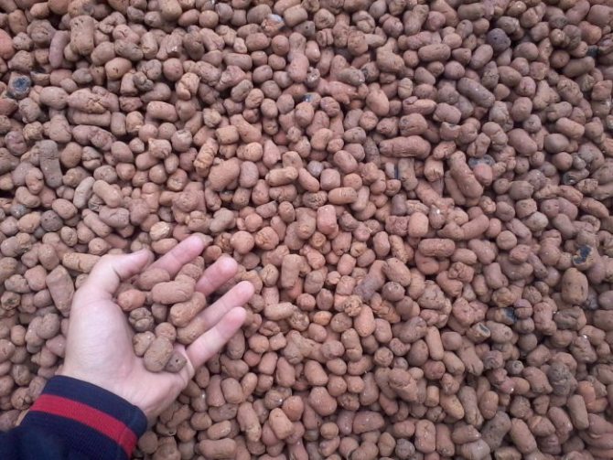 Por que os ratos roem isopor?