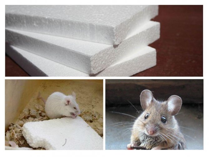 Por que os ratos roem isopor?