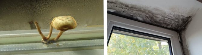 Pourquoi les fenêtres en plastique transpirent-elles de l'intérieur dans une maison privée ?
