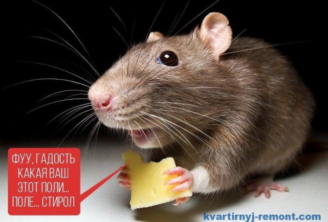 Coole Maus