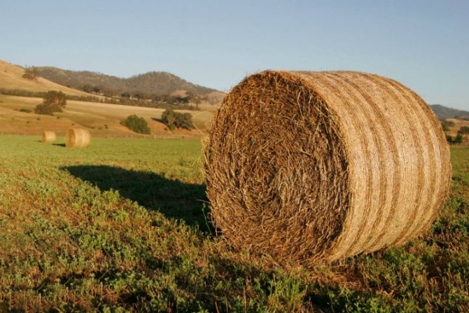 Herstellung von Strohpellets.jpg