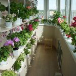 plantes sur le balcon