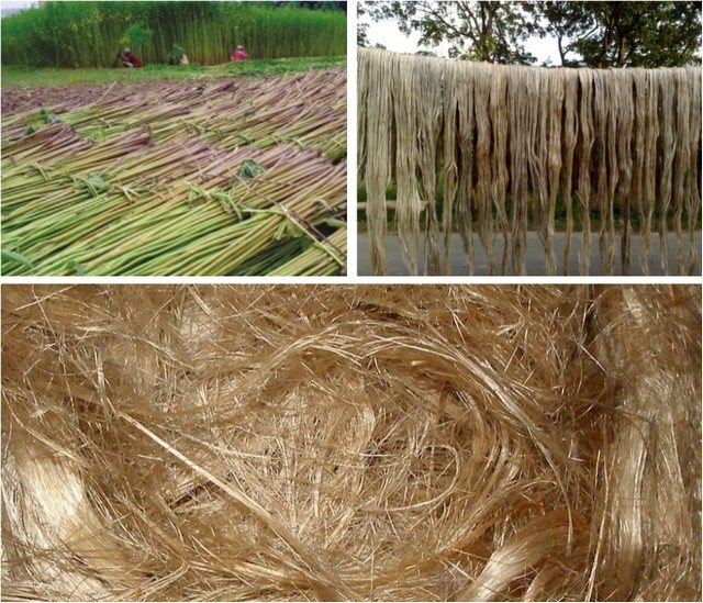 Récolte du jute, traitement et séchage préliminaires et structure fibreuse résultante