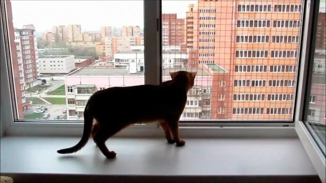 Maille métallique anti-chat