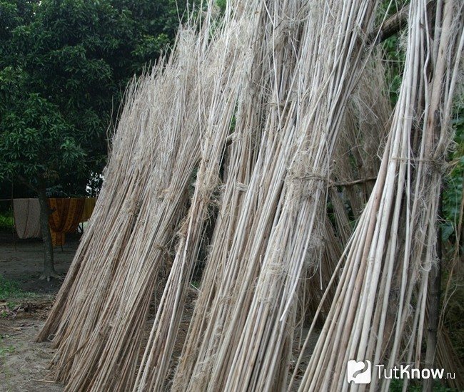 Séchage d'une plante de jute