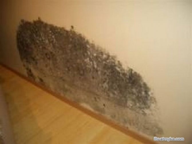 L'HUMIDITÉ DANS LES MAISONS EN BRIQUE