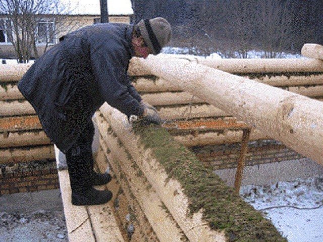 Pose de sphaigne lors de la construction d'une maison en rondins